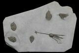 Plate With Four Trilobites, Cystoid & Crinoid - Rochester Shale #175630-1
